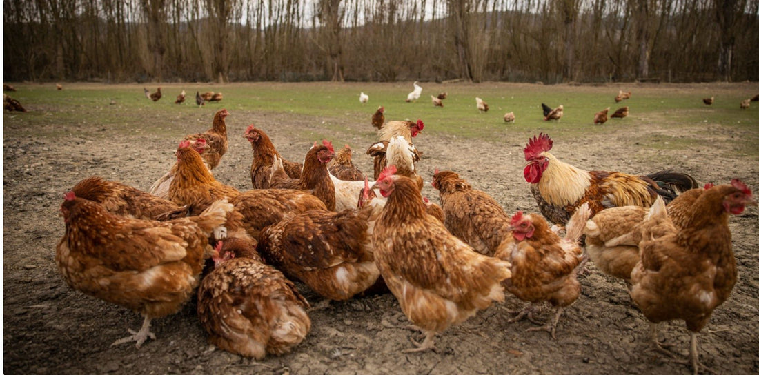 Understanding Poultry Behavior: Tips for Better Management