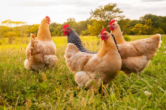 Seasonal Care Tips for Poultry: Keeping Your Flock Healthy Year-Round