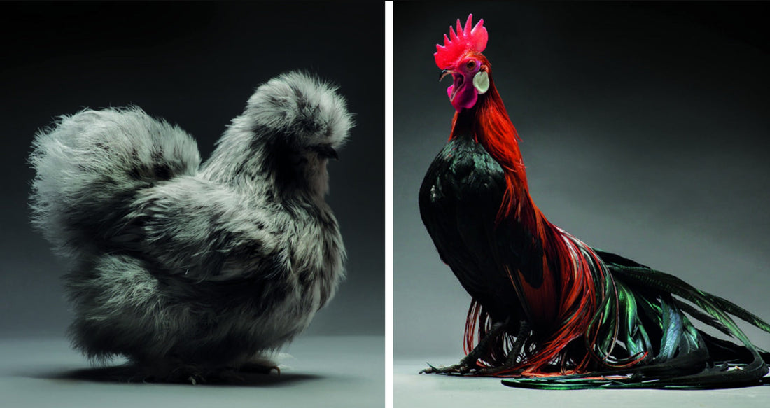 Some of the Most Beautiful Chicken Breeds and the Chicken Beauty Show