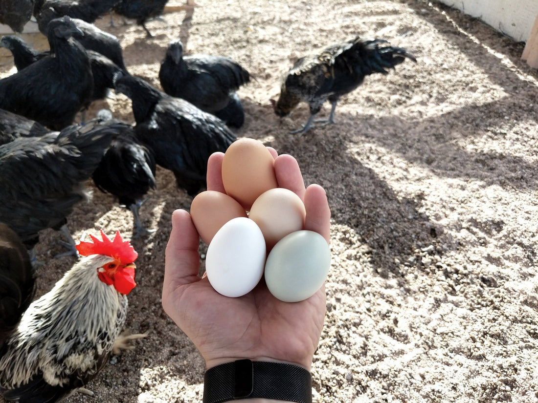 Why chicken egg laying business is lucrative in South Africa