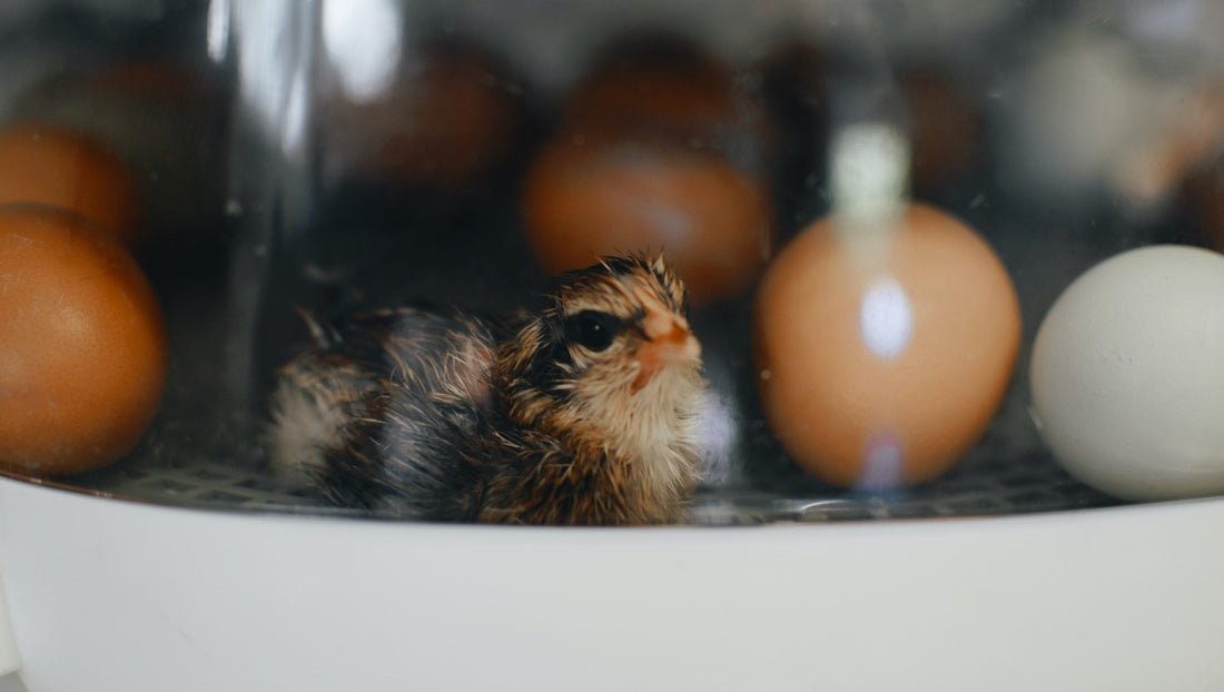 Incubators are essential when hatching eggs